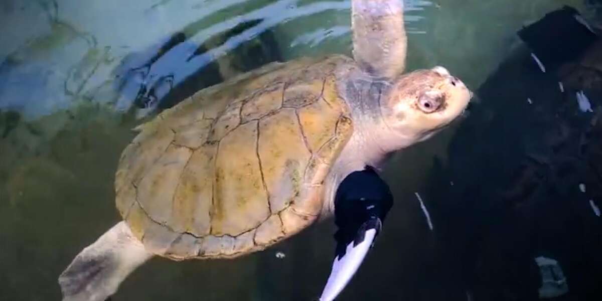 Sea Turtle Gets A Prosthetic Flipper - Videos - The Dodo