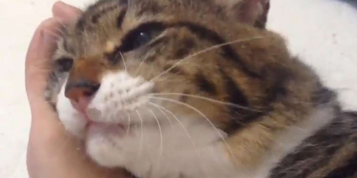 Cat Refuses To Let Go Of Her Dad - Videos - The Dodo