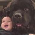Giant Dogs Love Babysitting Their Brothers