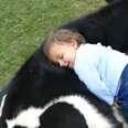 Kid Loves Rescue Cow