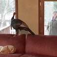 Wild Turkey Takes Over Couple's Living Room