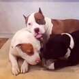 Pit Bulls Love To Snuggle