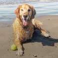 Golden Retrievers Are Really Prone To Cancer — But There's Hope