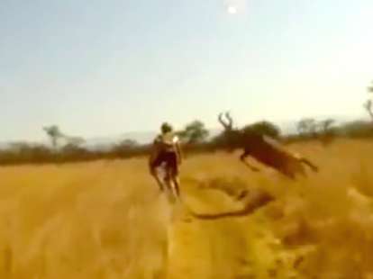 antelope hits bike rider