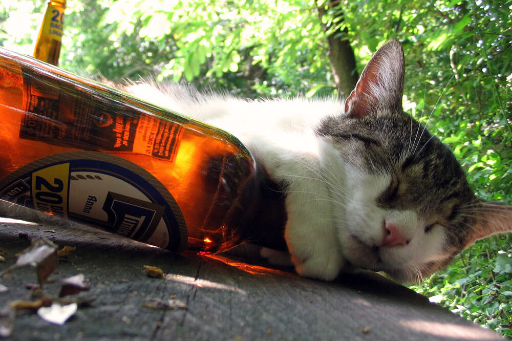 Funny Cat that Drinks Beer and Watches Football, My cat lov…