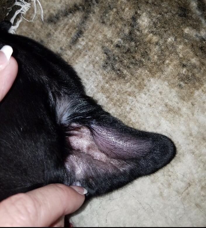 Vet Makes Cutest New Ears For Puppy Who Just Had Surgery - The Dodo