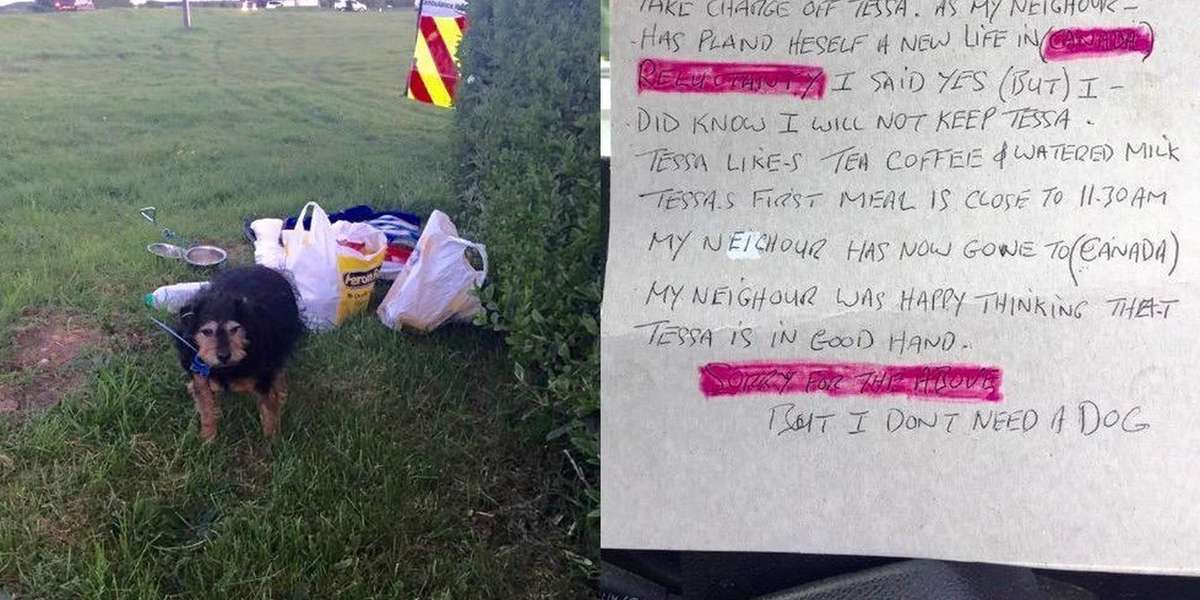Senior Dog Abandoned In A Field With A Note - The Dodo