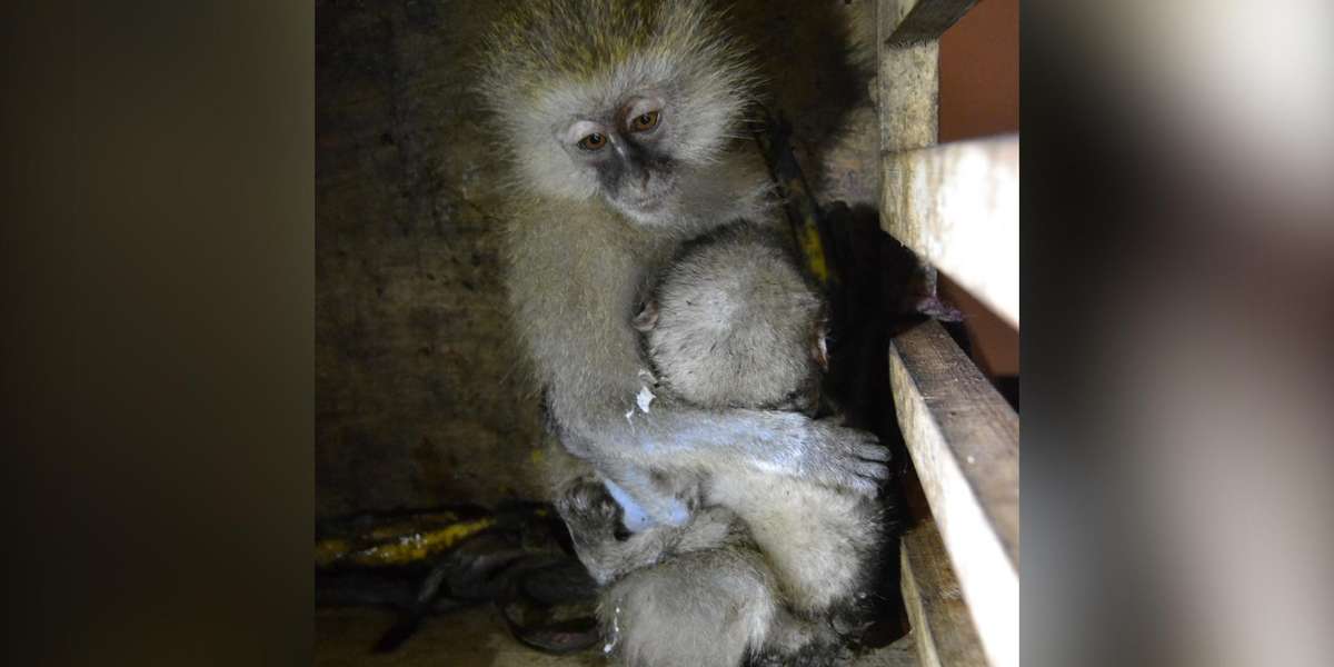 Vervet Monkeys Orphaned Because Of Human-Wildlife Conflict - The Dodo