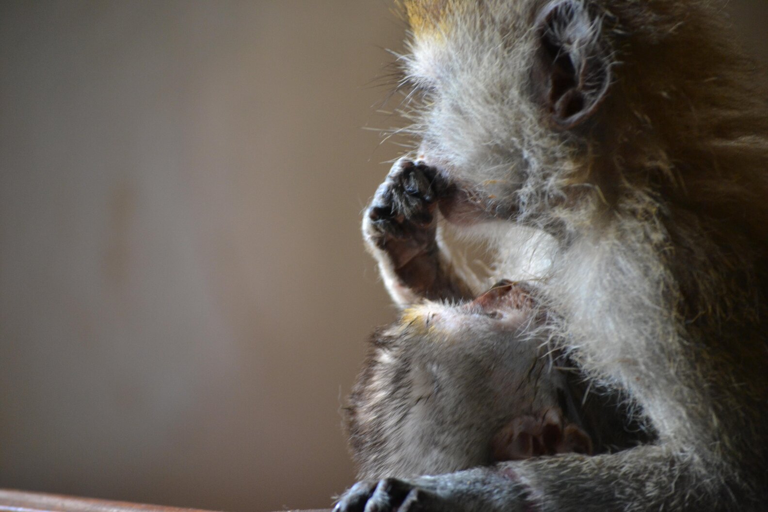 Vervet Monkeys Orphaned Because Of Human-Wildlife Conflict - The Dodo