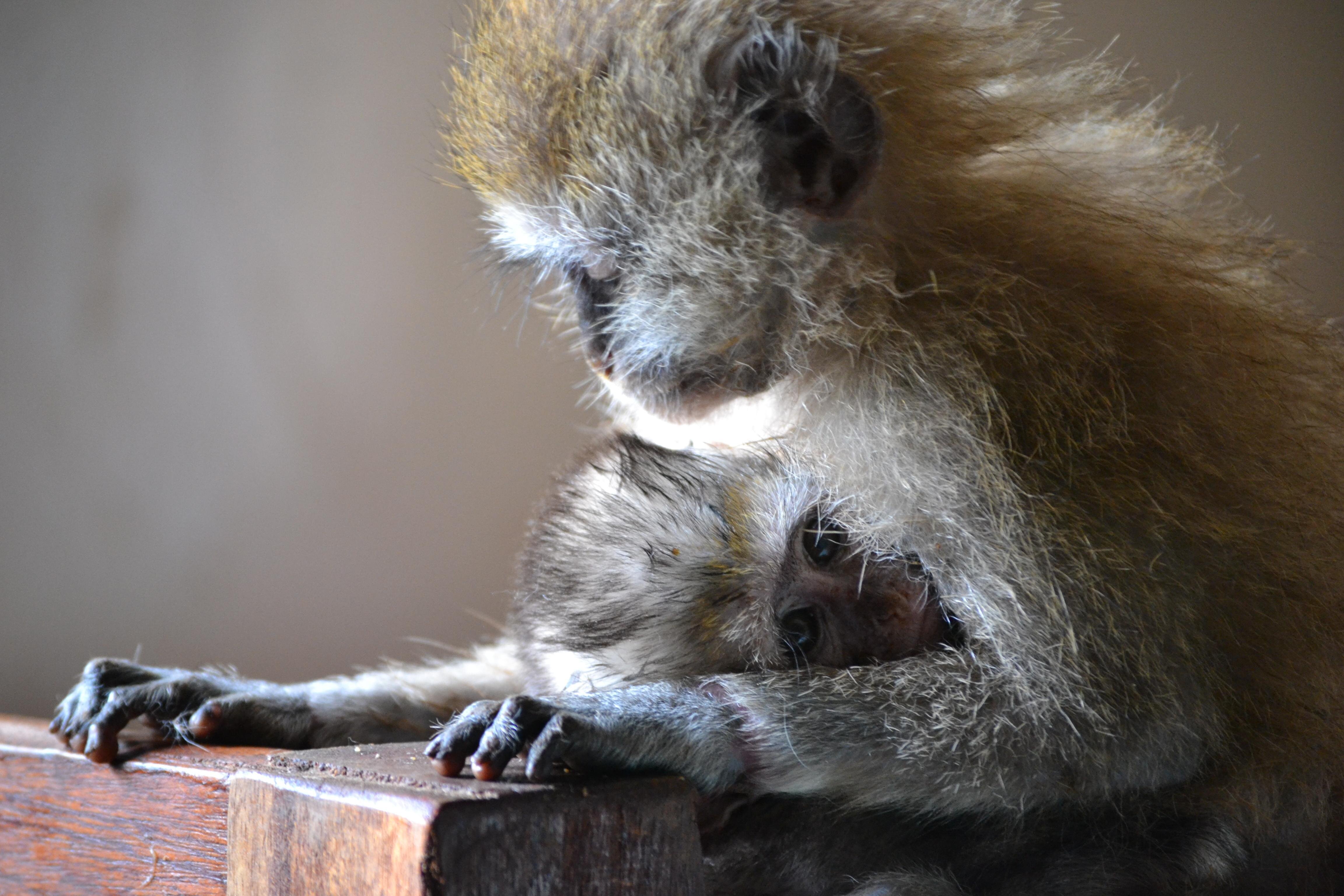 Vervet Monkeys Orphaned Because Of Human-Wildlife Conflict - The Dodo