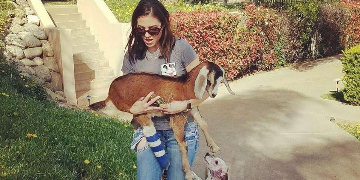 Goat With Broken Leg Is Abandoned At Vet The Dodo