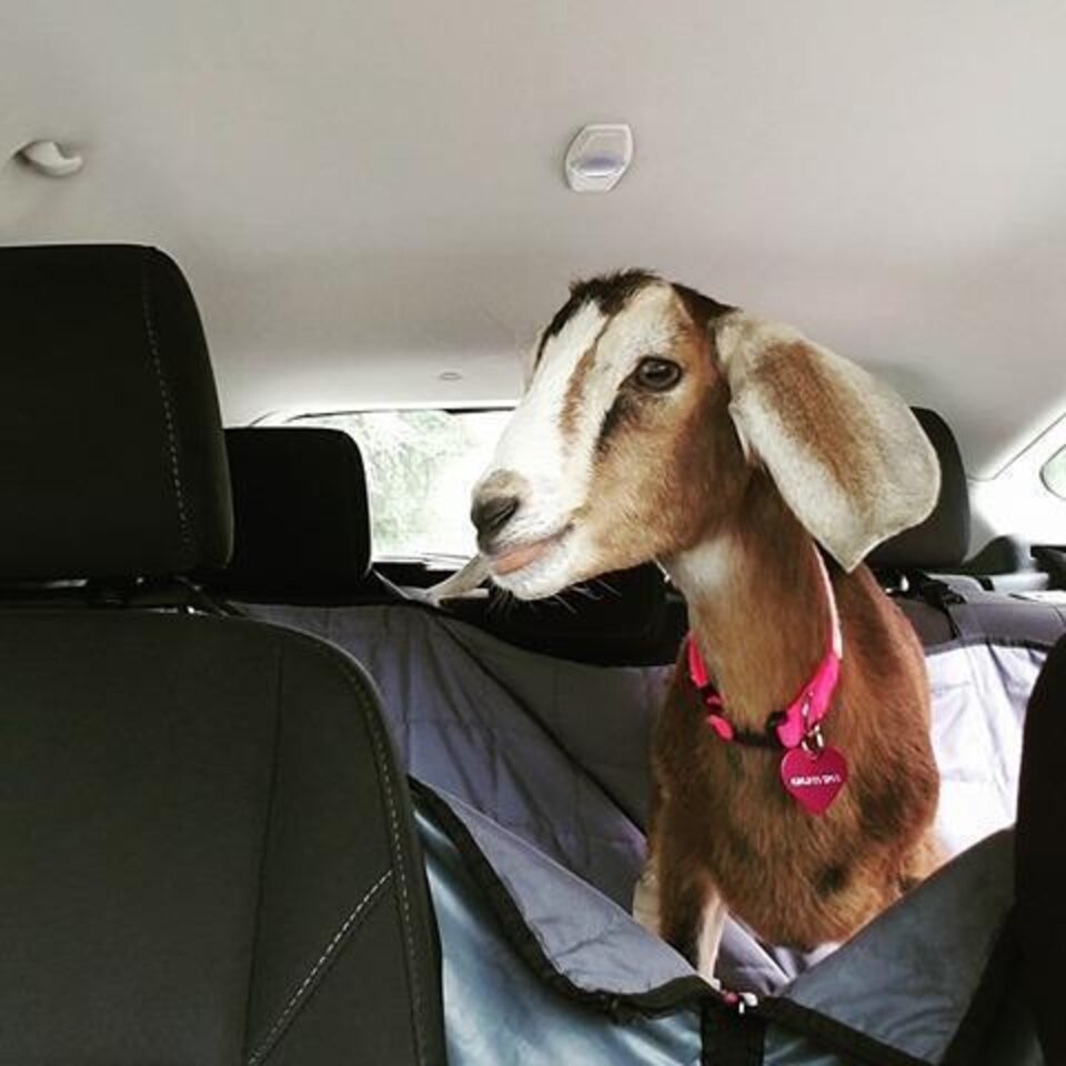 Goat With Broken Leg Is Abandoned At Vet The Dodo