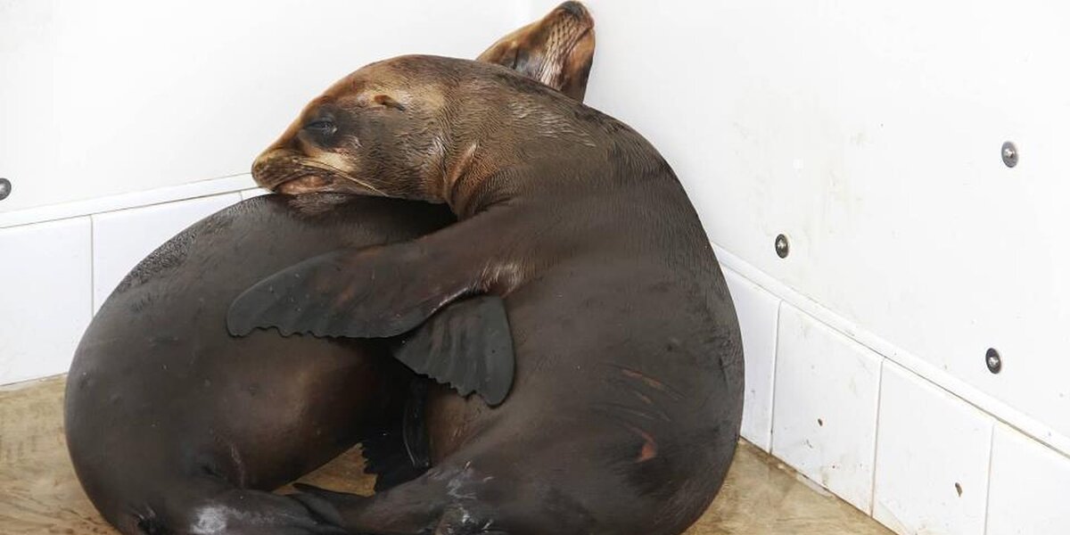 Sea lion lost on San Diego freeway released back into ocean