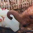 Baby Elephant Sneaks An Extra Bottle