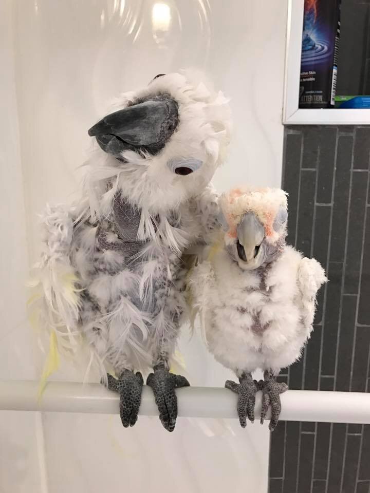 Rescued Cockatoo Who Loves Dancing Helps Sick Friend The Dodo