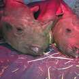 Two baby orphan rhinos 