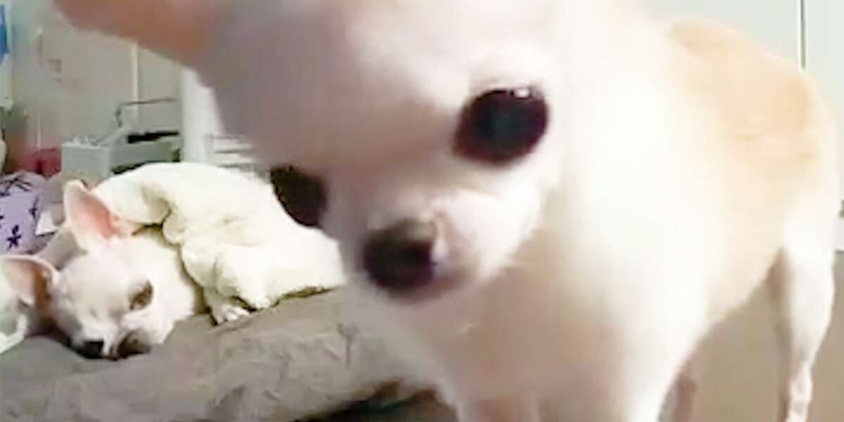 What Dogs Do When They’re Home Alone Videos The Dodo