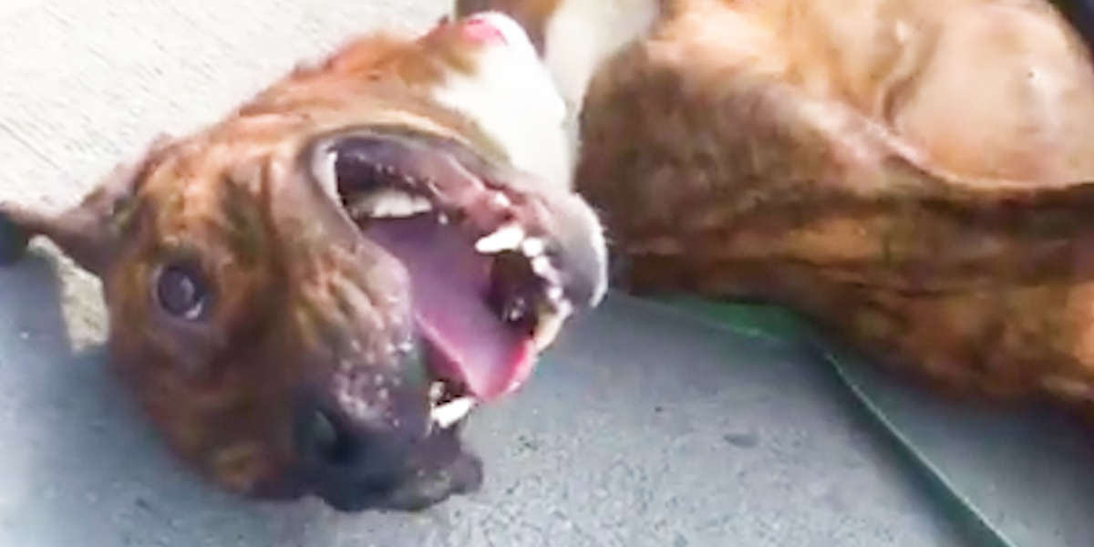 Rescuers Save Dog Found Tied To A Tree - Videos - The Dodo