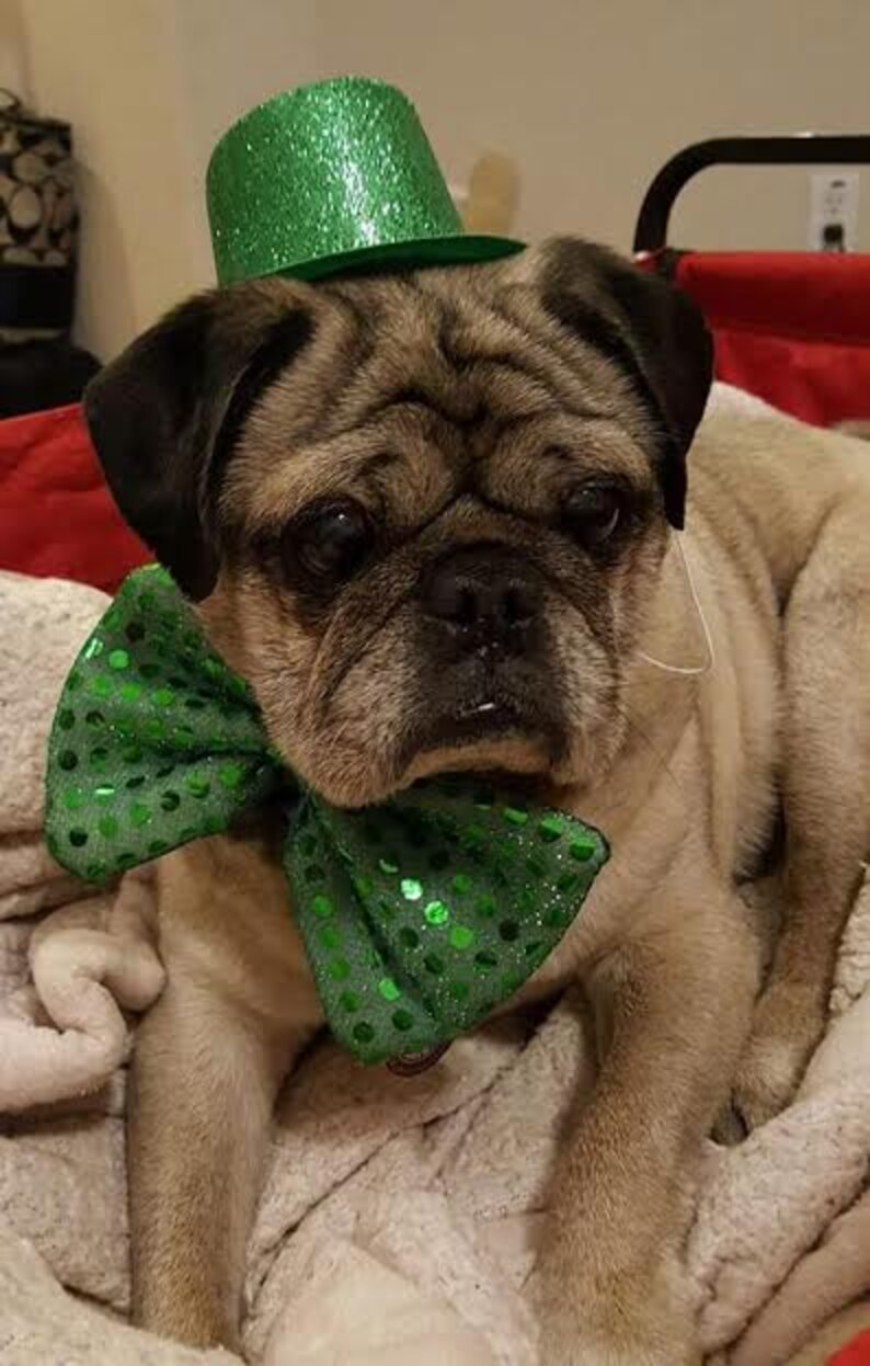 Senior Dogs Dress Up For Prom Photos - The Dodo