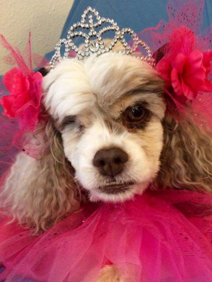 Senior dog dressed up for prom