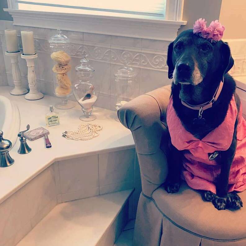 Senior dog dressed up for prom