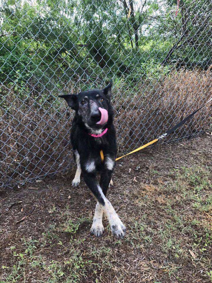 Tethered dog in Texas