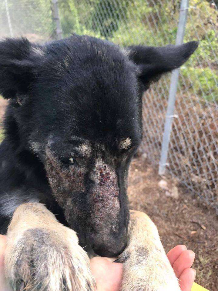 Neglected, tethered dog nuzzling a person's hand