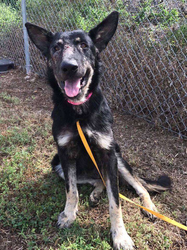 Tethered dog in Texas