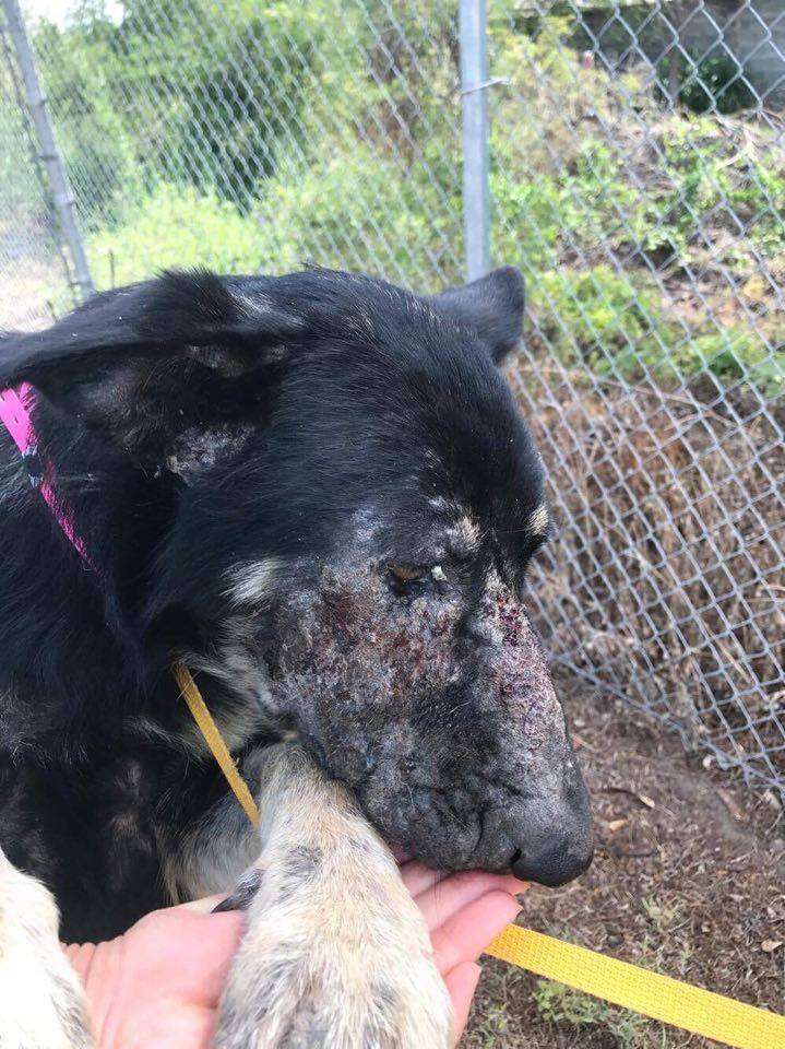 Neglected dog getting pet by rescuer