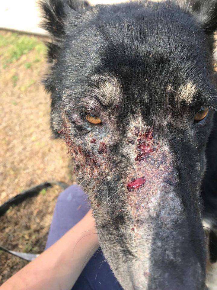 Neglected dog with sores and fleas