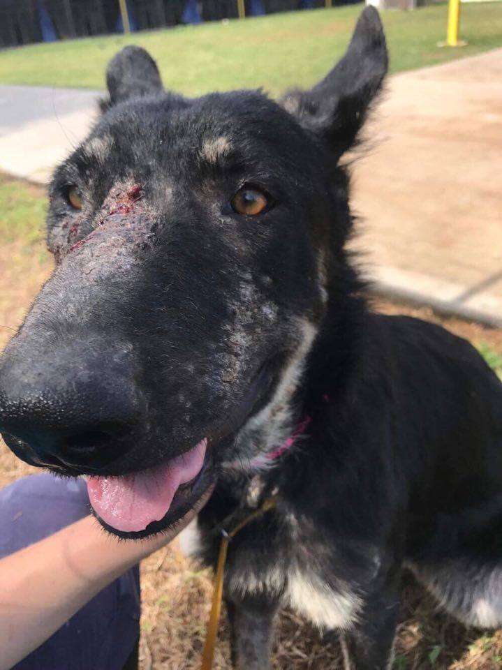 Neglected dog still smiles at people