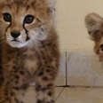10 Cheetah Cubs Were Being Smuggled To Be Sold