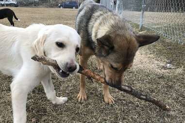 dog only expected to live 5 years becomes a foster fail