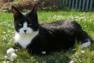 felix the cat
