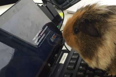 guinea pig joins police department