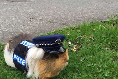 guinea pig joins police department 