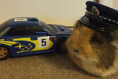 guinea pig joins police department