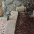 Little Duckling Tries So Hard To Jump Up To His Family