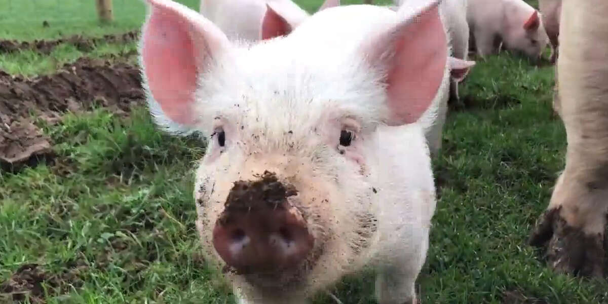 Mother Pig Is So Happy That Her Family Is Free Videos The Dodo