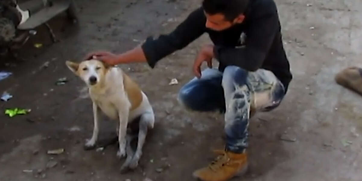 Dog Hit By Car Waits For Help To Come Along - Videos - The Dodo