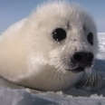 Five Myths About Canada’s Seal Hunt That Just Aren’t True