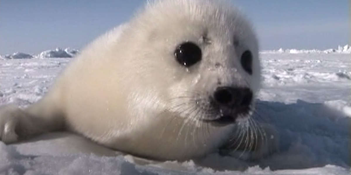 Five Myths About Canada’s Seal Hunt That Just Aren’t True Videos