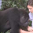 Girl And Her Dad Reunite With The Gorillas They Raised 