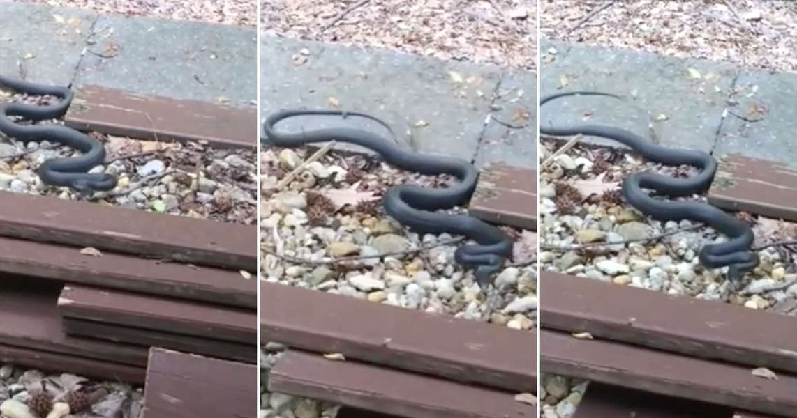 Snake Enters Man's House in Video Posted to Reddit - Thrillist
