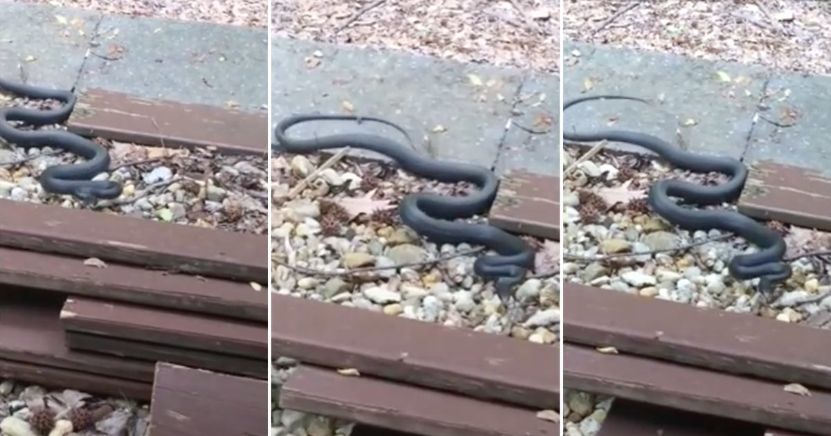 Snake Enters Man's House in Video Posted to Reddit Thrillist