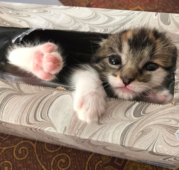 Kitten Freaks Out Family By Hiding In Tissue Box The Dodo