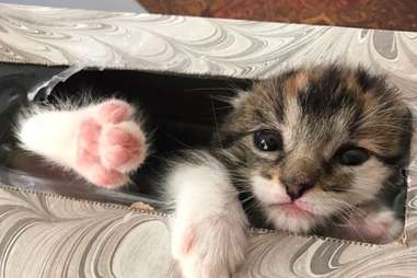 kitten hides in tissue box