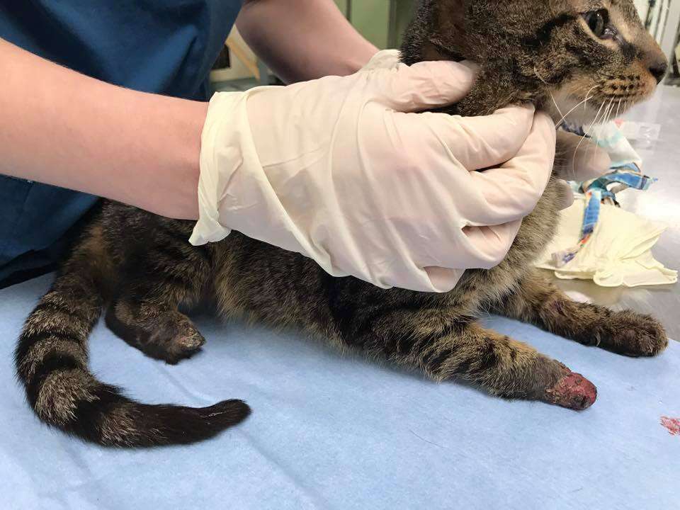 nubbies the cat at the shelter