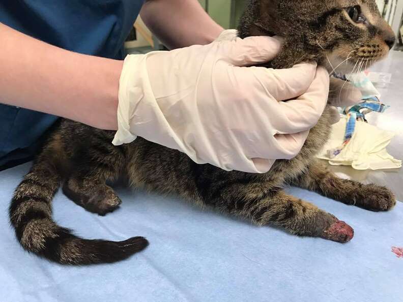 nubbies the cat at the shelter