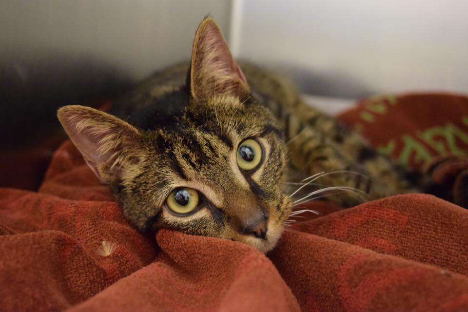 nubbies the cat at the shelter in philadelphia